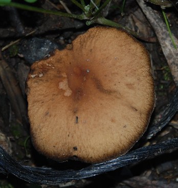 che cos''? (cfr. Psathyrella lacrymabunda)